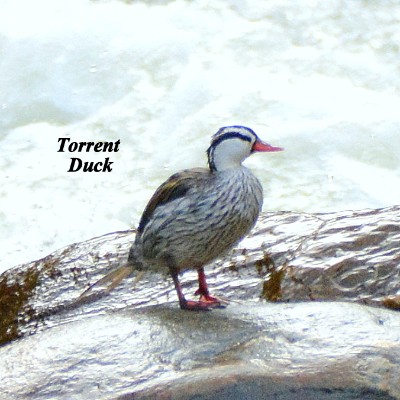 Torrent Duck